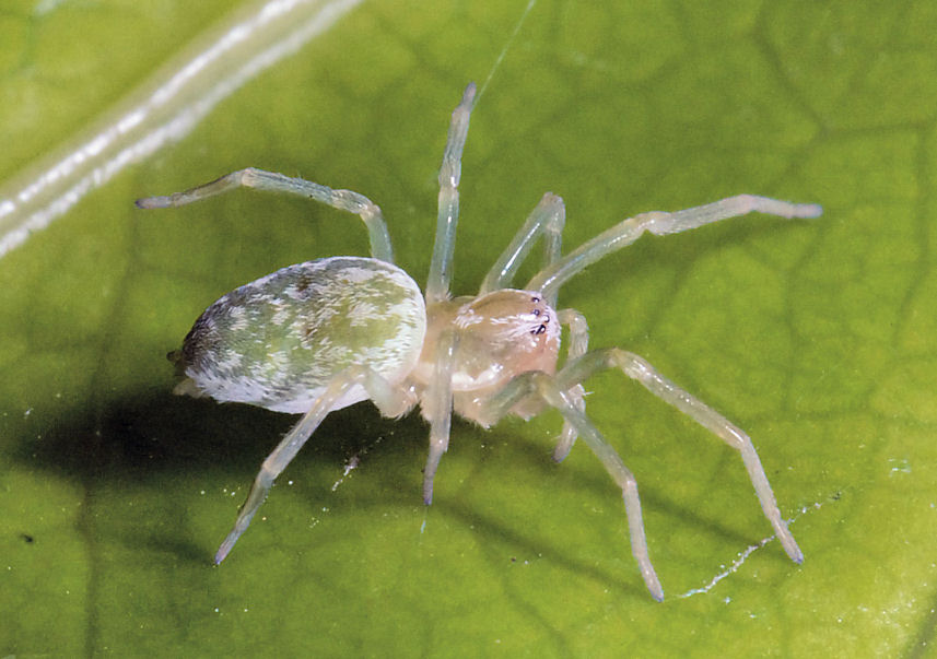 Un ragno nuovo e una coccinella